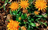 Flowers. Mozzanica (BG), Maggio 2011