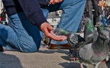 Piccioni in Piazza San Marco. Venezia, Ottobre 2011