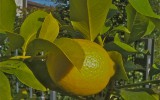 My lemon tree. Mozzanica (BG), Ottobre 2011