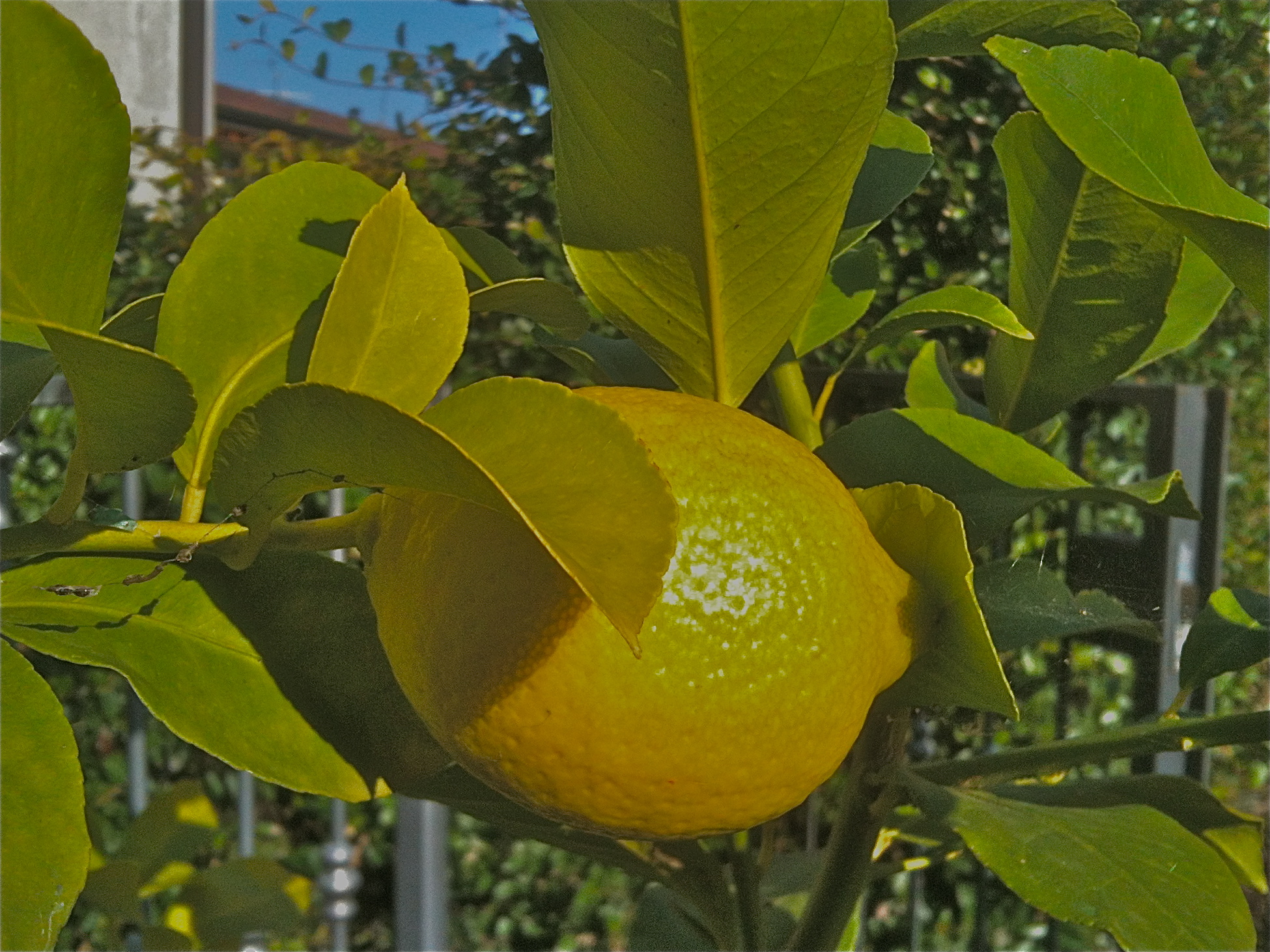 My lemon tree. Mozzanica (BG), Ottobre 2011