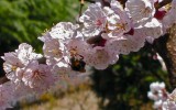 Fiori di albicocco. Parabiago (MI), Aprile 2006