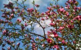 Magnolia. Parabiago (MI), Aprile 2012